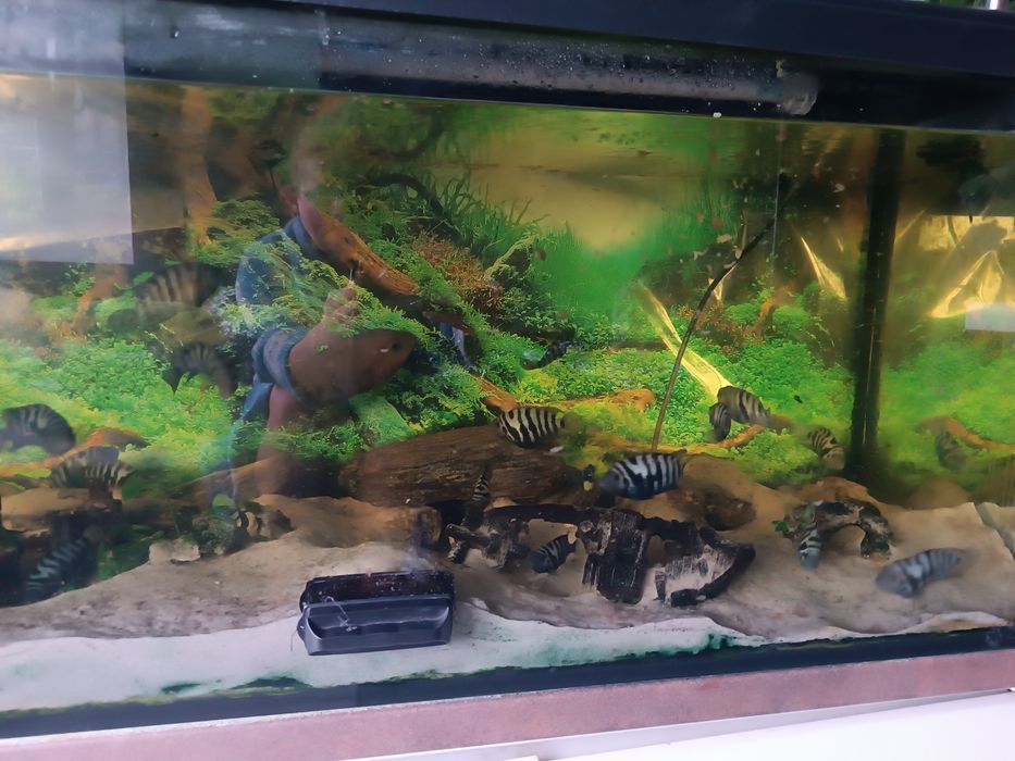 Sprzedam Akwarium 375l