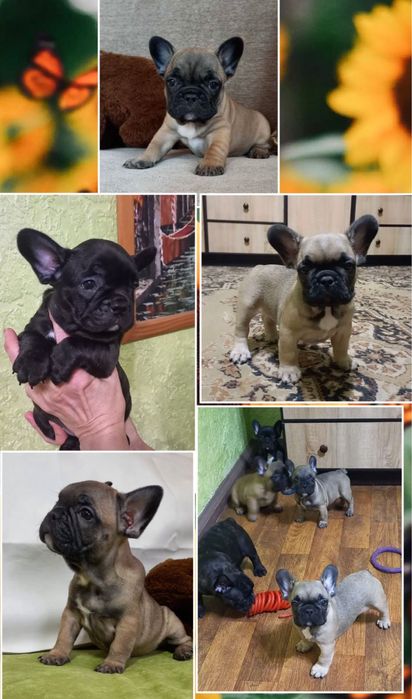 Черные и рыжие французики крутые!