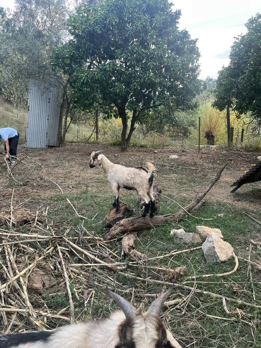 Casal Cabras serpentinas