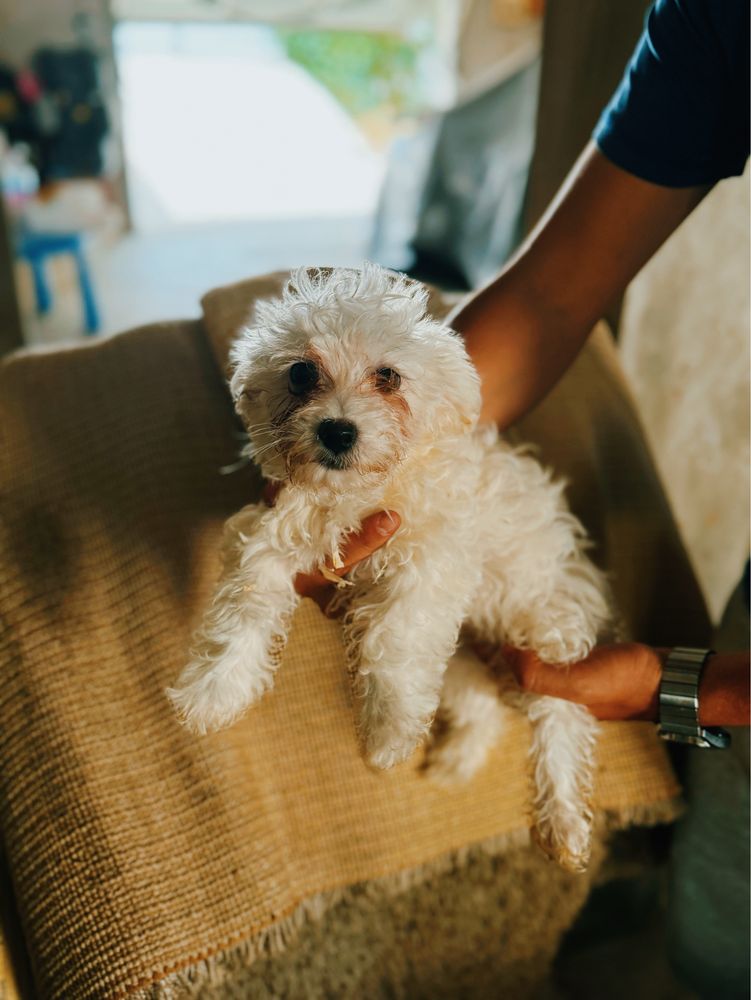 Bichon maltes disponivel