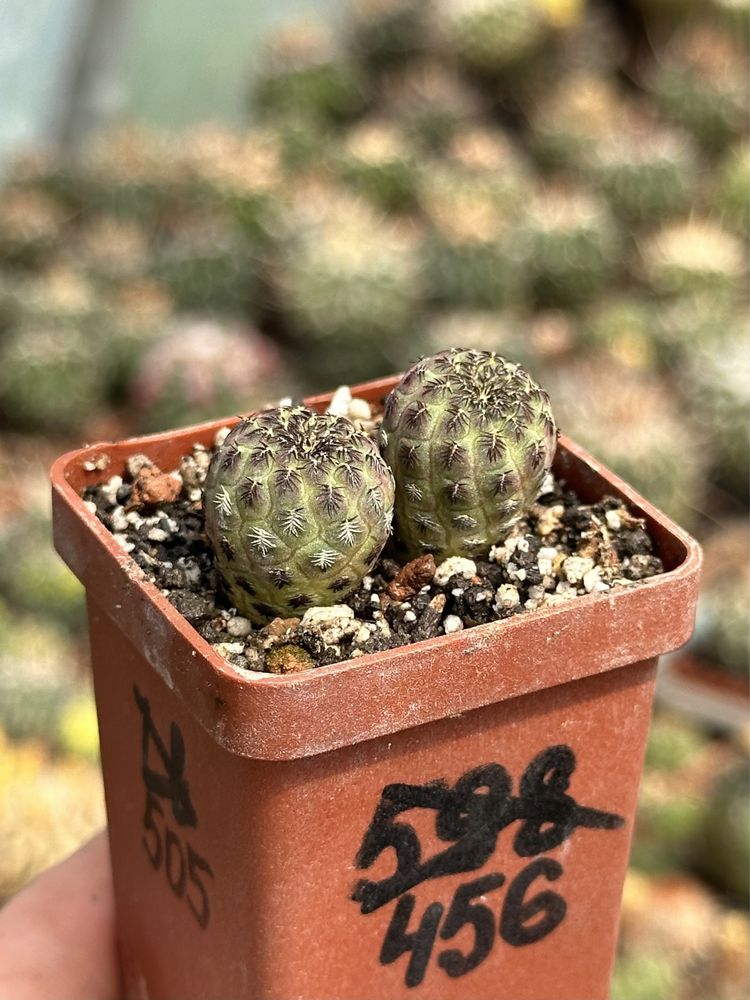 Кактус Сулькоребуція Рауша Sulcorebutia rauschii