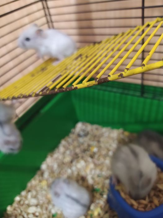 Джунгарики Кременчуг