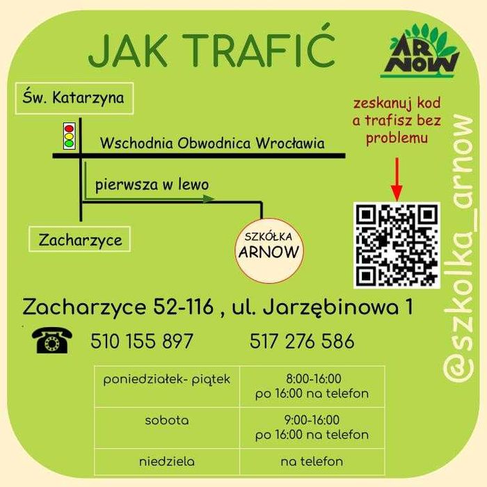 Thuja _ tuja Kórnik żywopłot 120, 130, 140