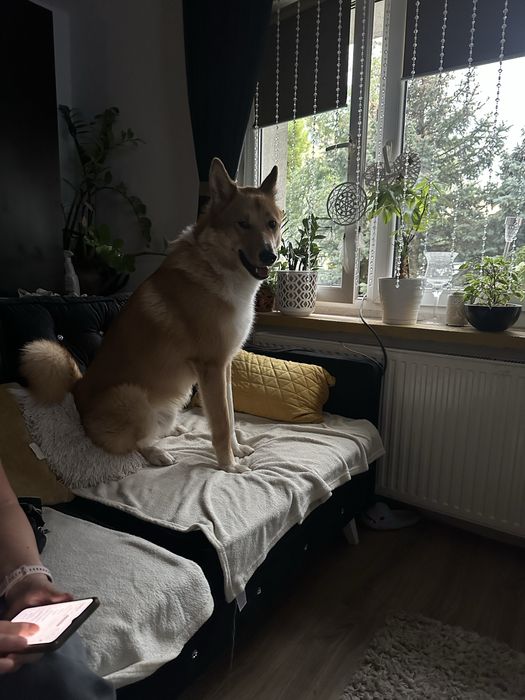 Oddam w dobre ręce