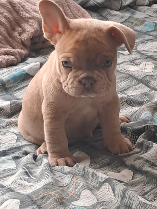 Szczeniak buldog francuski