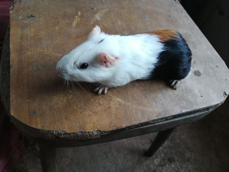 Морские свинки разные