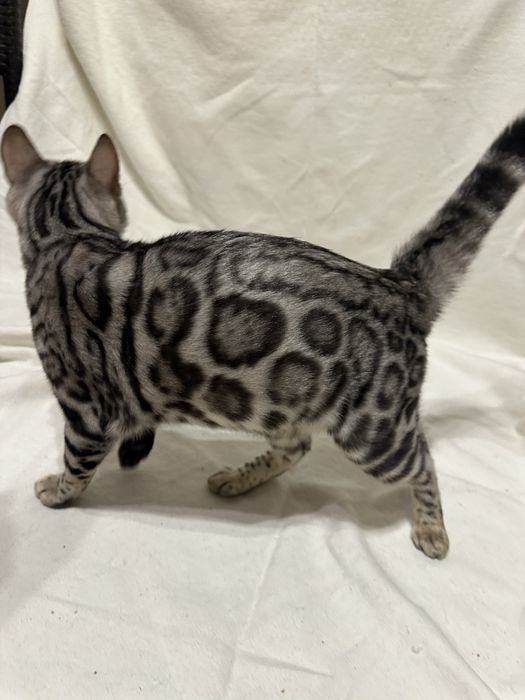Bengal Blanco – 5 miesięczny kocur, Silver Spotted Tabby z rodowodem