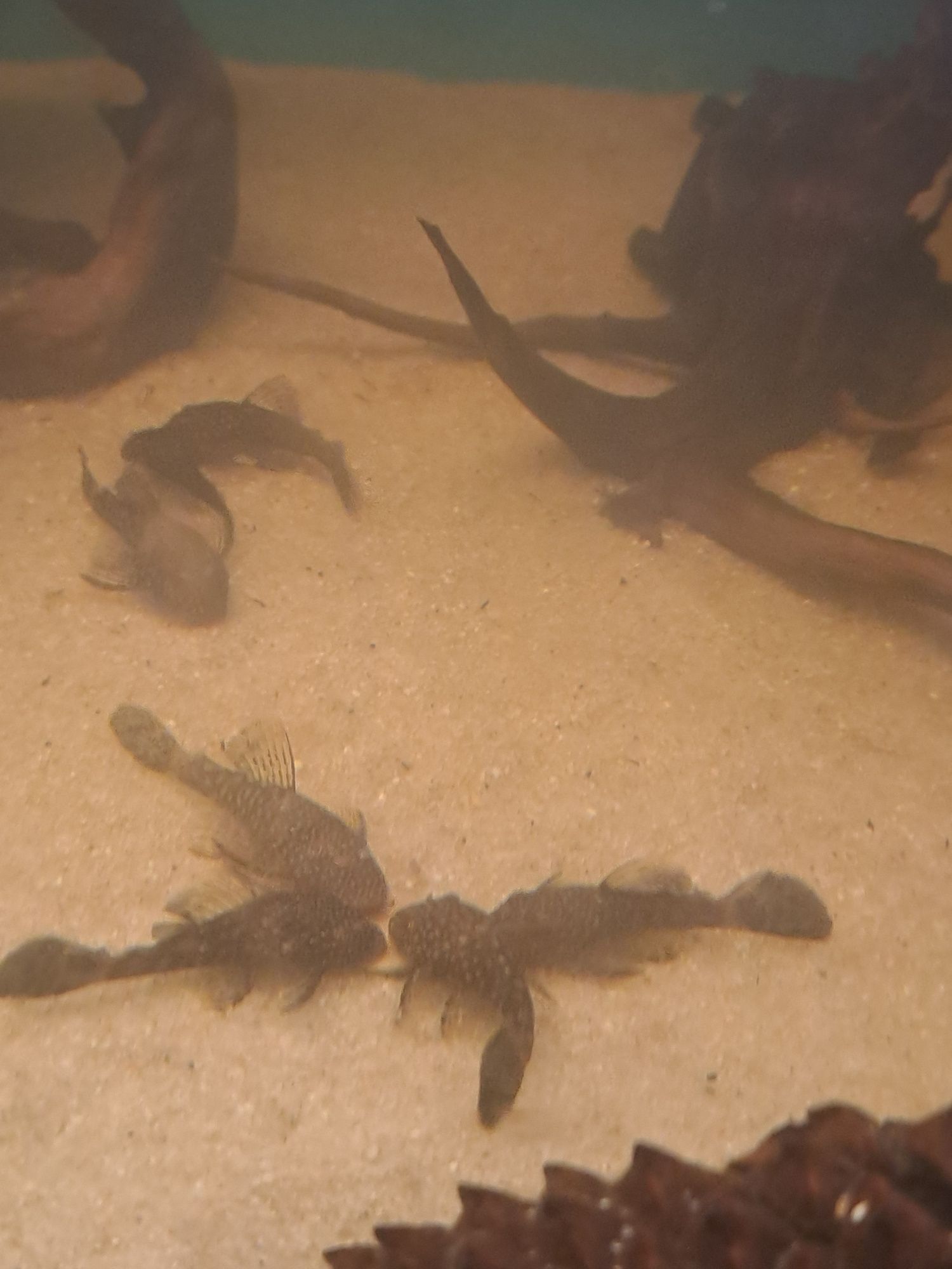 Ancistrus Sp e albinos