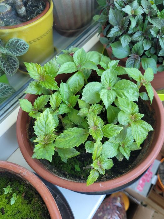 Рослини ахіменеса вирощені з надлишків різом Недорого Висилаю НП УП