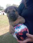 Zula-gotowa do adopcji
