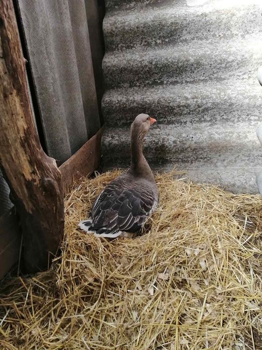 Яйце інкубаційне Гуси Велика Сіра