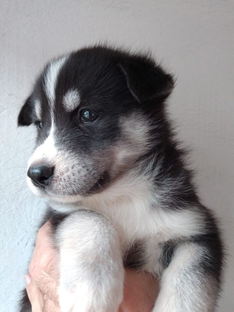 Husky siberiano c/ lop pedigree c.pc