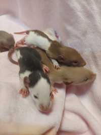 Малыши и подрощеные крысята дамбо