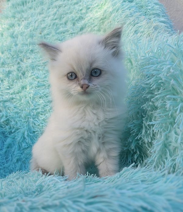 Kocurek Ragdoll     .