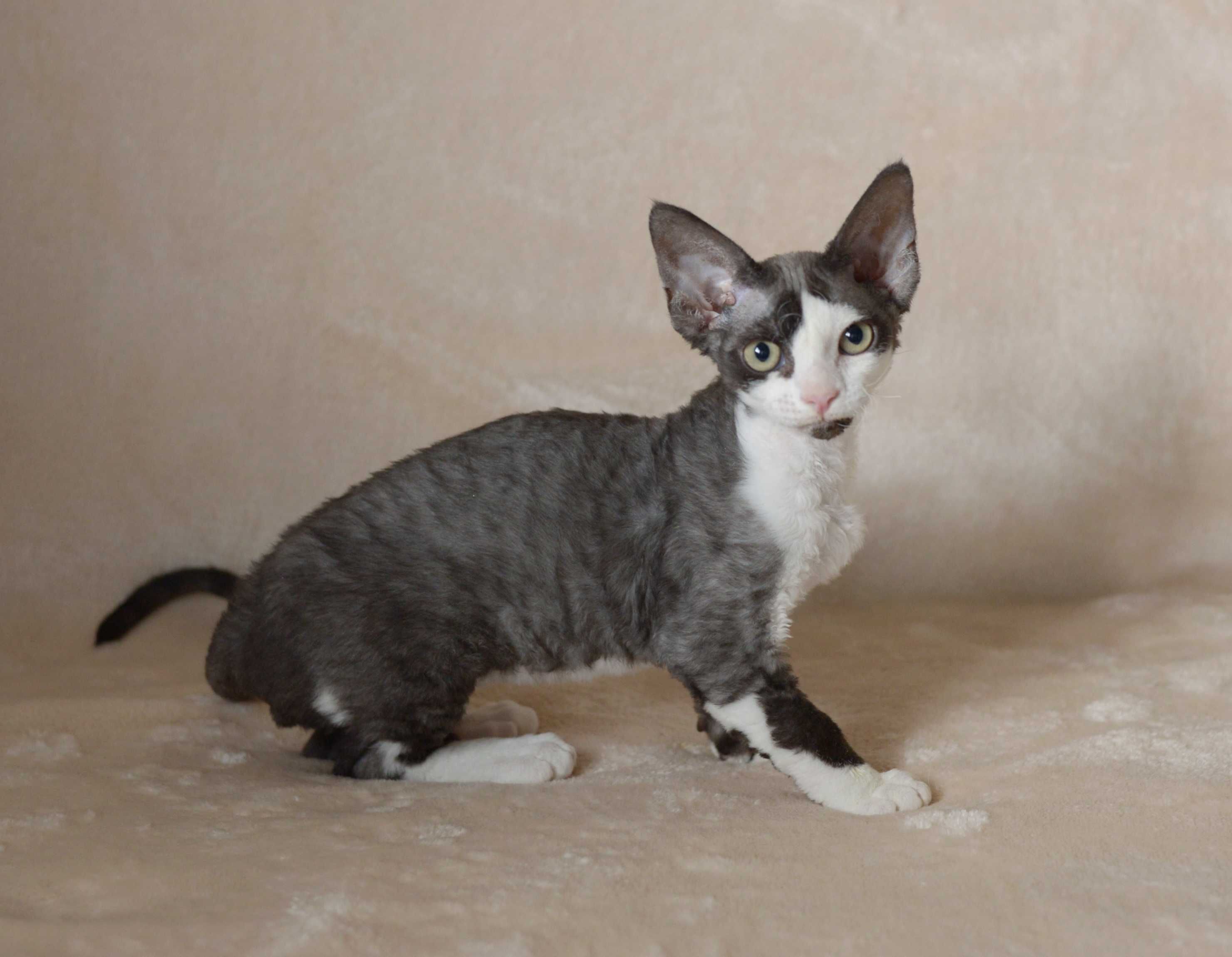 Kocurek Devon Rex z rodowodem FPL