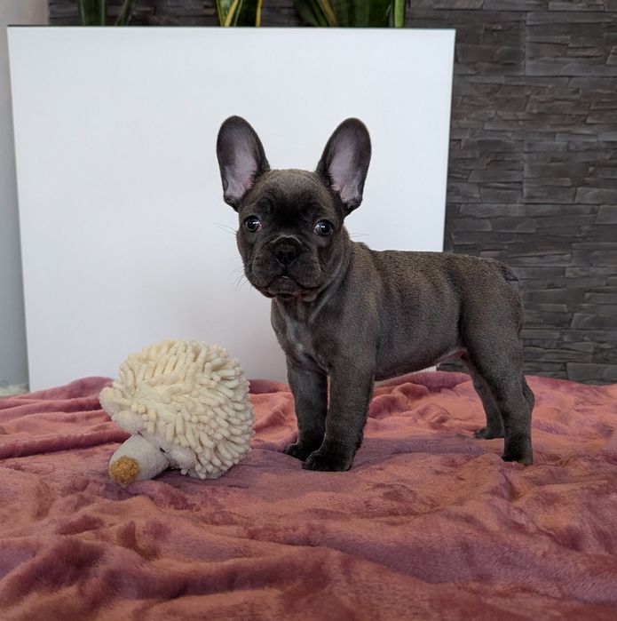 Buldog francuski -suczka błękitna