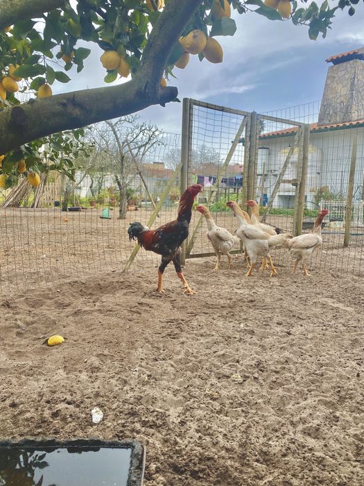 Ovos índio gigante TOP e gansa