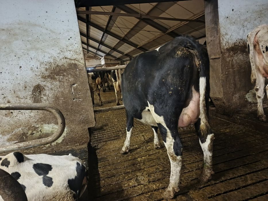 Byczek mięsny cielak