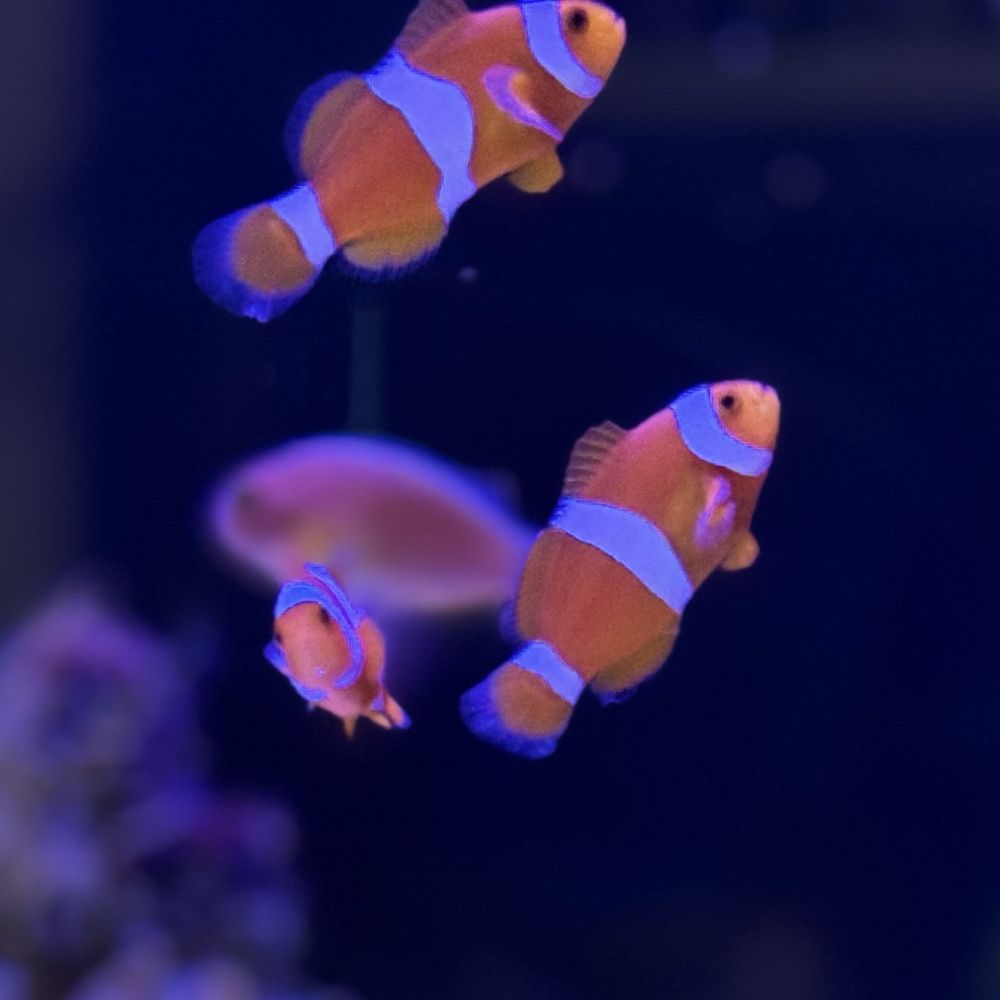 Amphiprion Ocellaris S\M Błazenek Nemo Akwarium Morskie