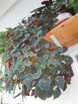 Plantas variadas