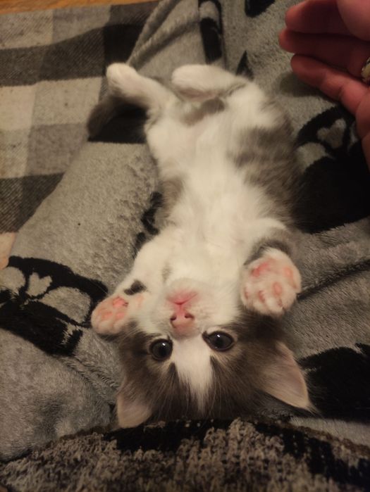 Отдам котят ( бесплатно)