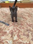 Кошеня, місяці 3 не більше