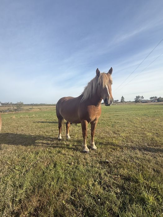 Klacz typ pogrubiony źrebna