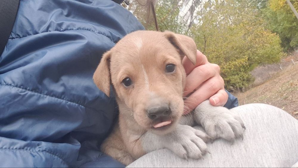 Дівчинка, 1 місяць шукає дім