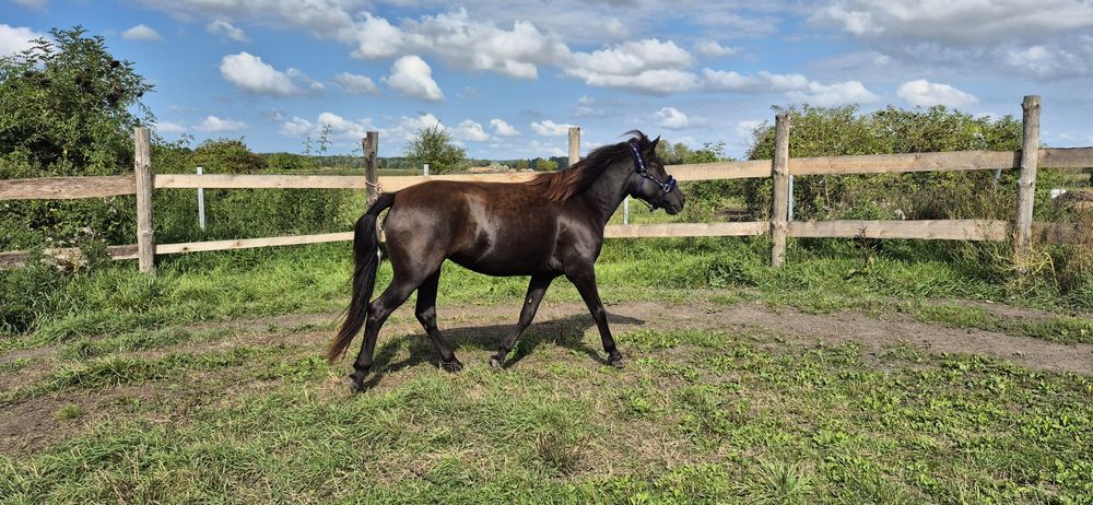 Kara klacz huculska 4,5 roku hodowla, dla dziecka