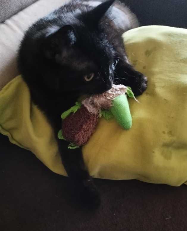 Kotka o czarnym umaszczeniu poleca się do adopcji!