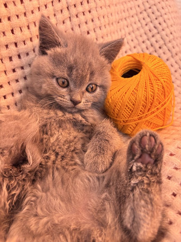 Шотландські кошенята