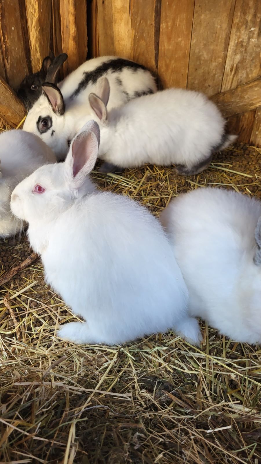 Продам кролів (різні)