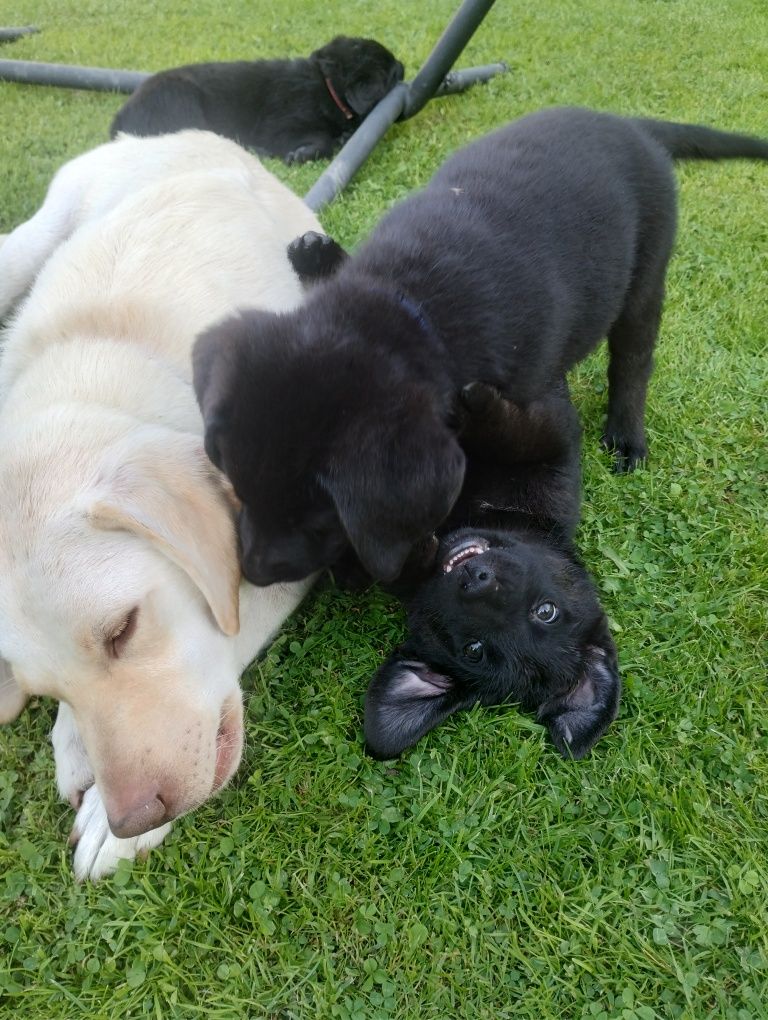 Pieski owczarek niemiecki labrador retriever
