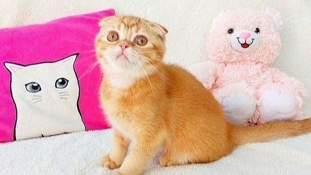 Невероятно ласковый малыш скоттиш-фолд