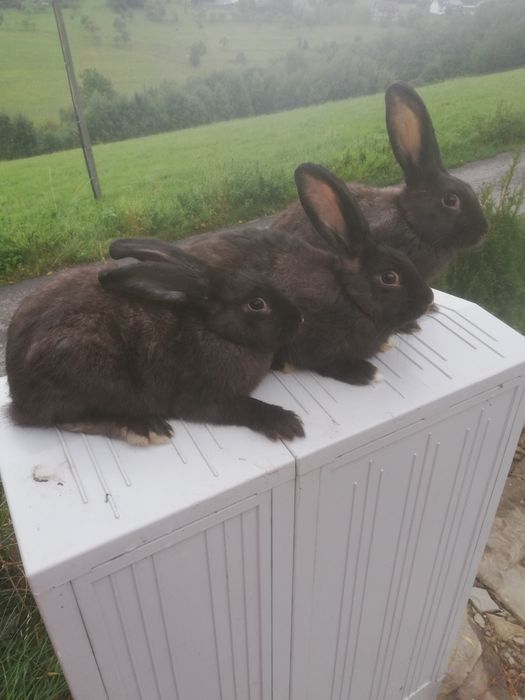 Sprzedam samczki do samic