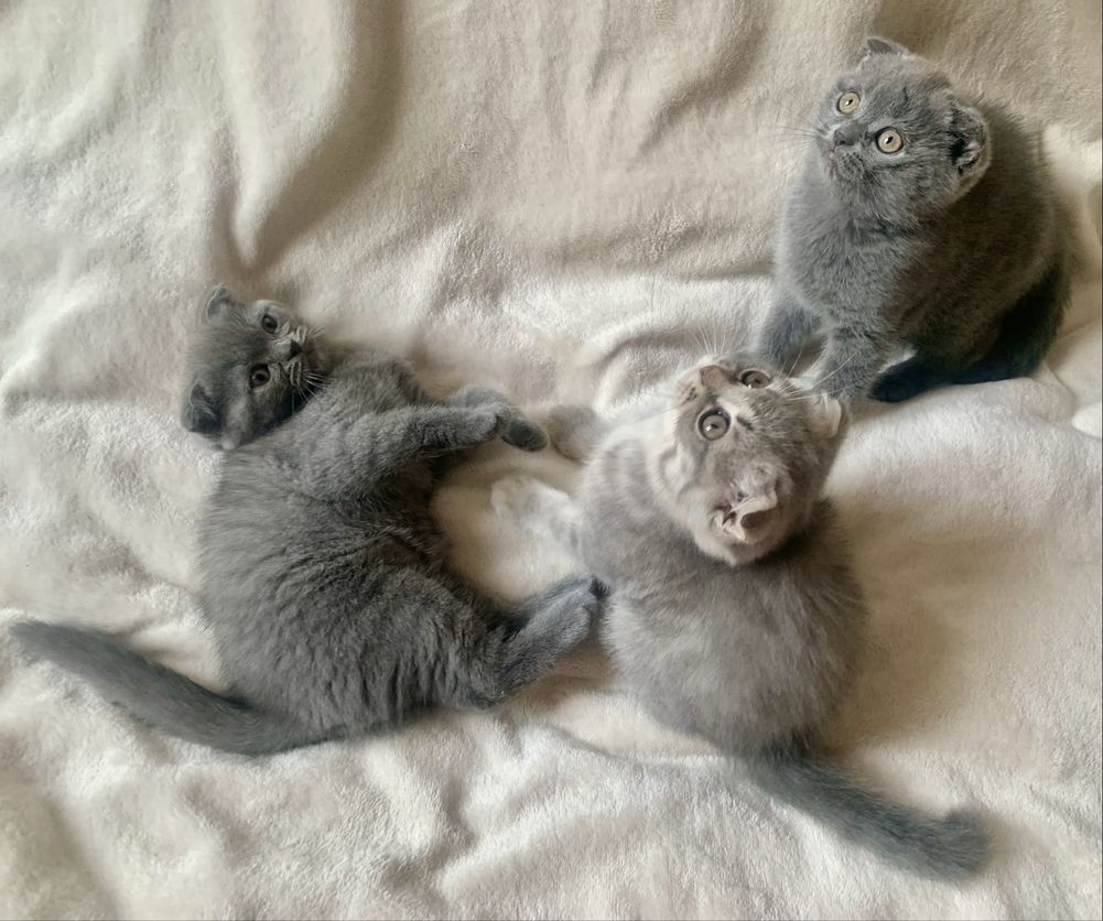 Срочно! шотландские вислоухие котята!