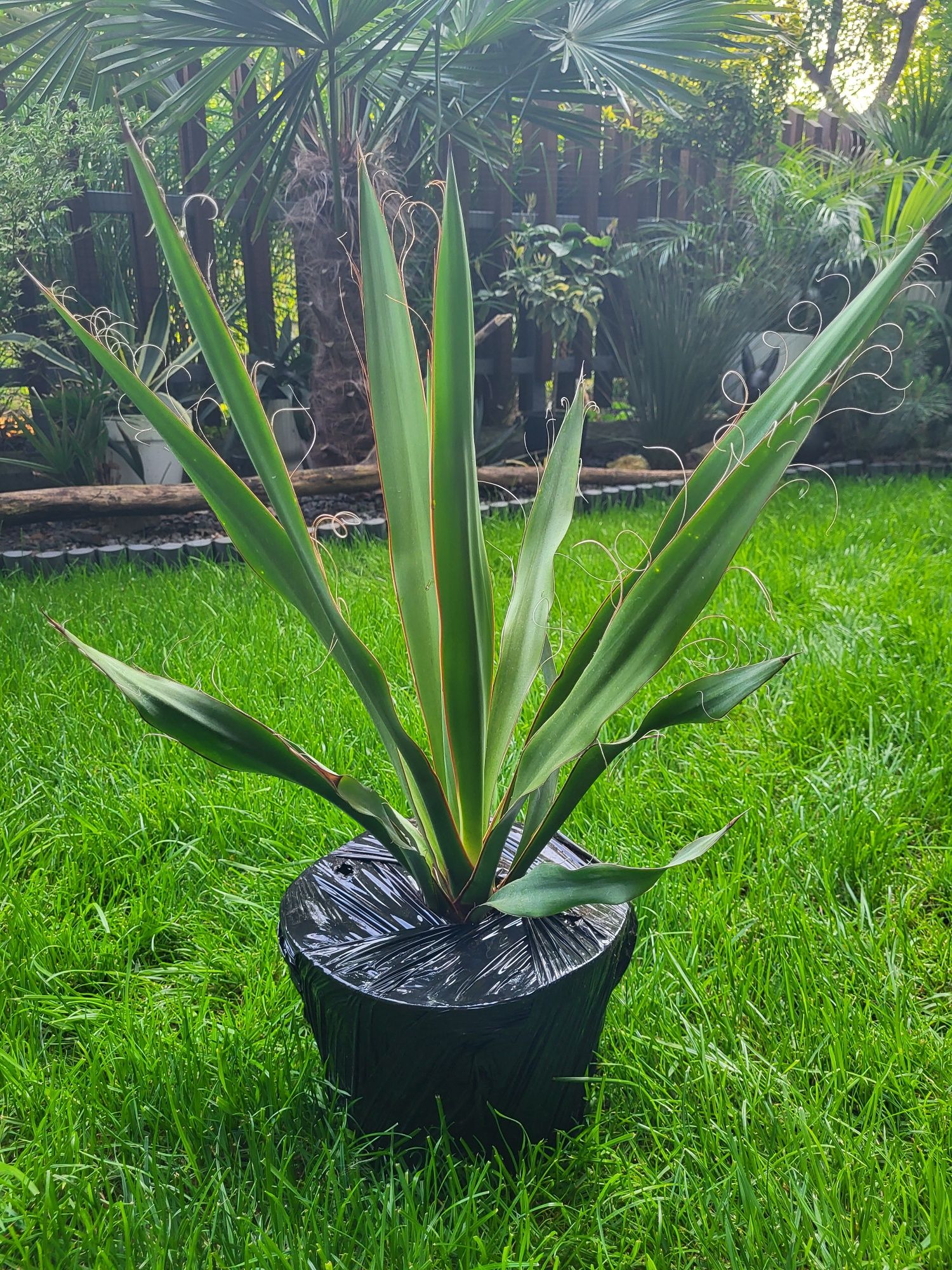 Jucca Faxoniana 50cm