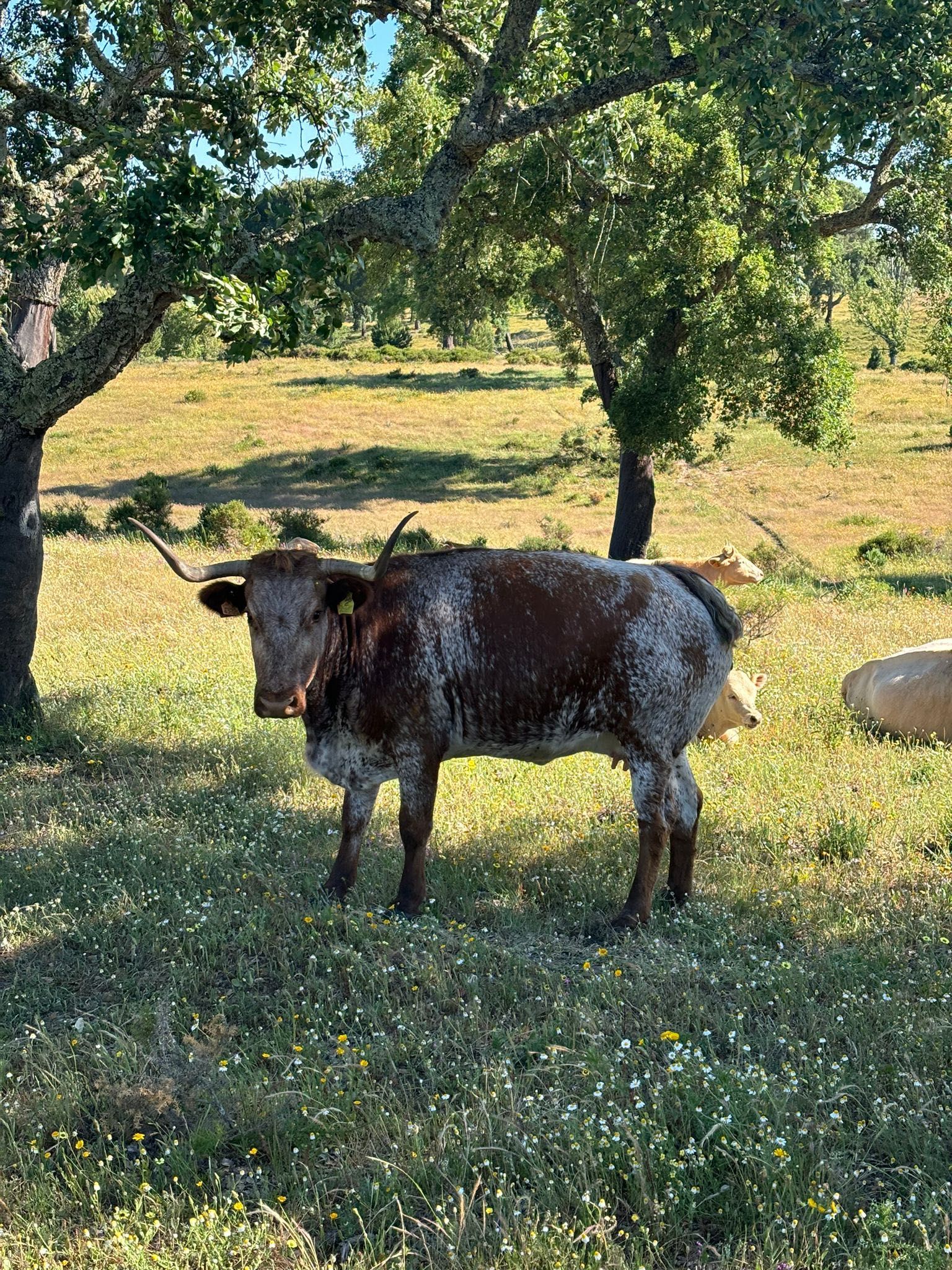 Vacas para venda