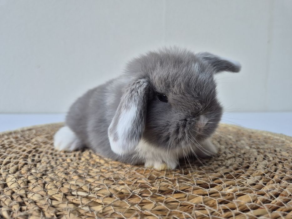 Królik Mini -Lop