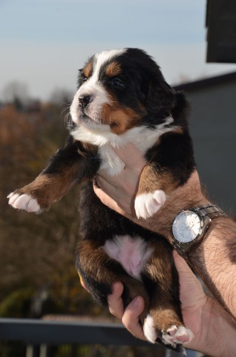 Berneński Pies Pasterski