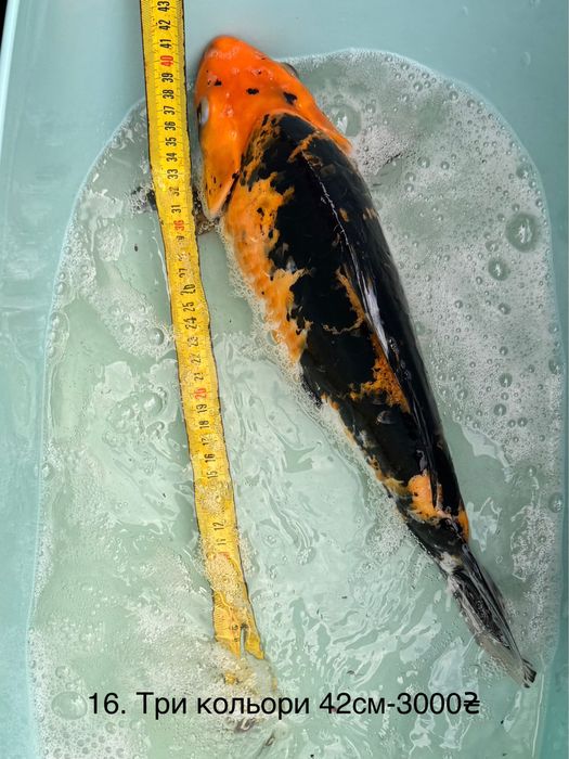 Короп коі кои карп Бойовий харківський штучний риба 20-50см