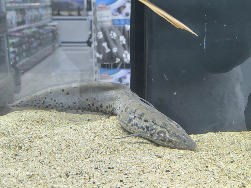 Protopterus Annectens 50cm