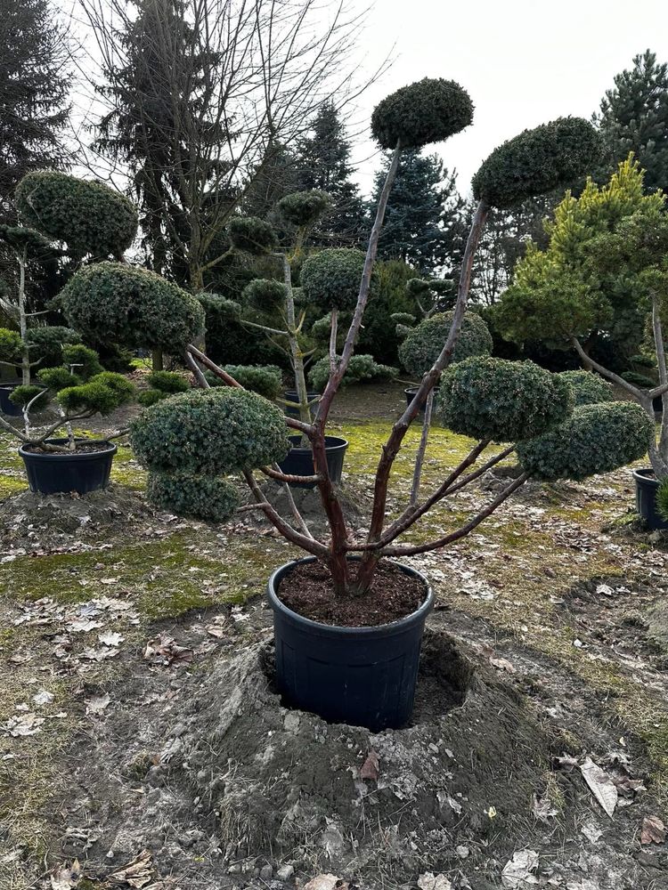 Cis Bonsai-Niwaki 220cm sosna (szmaragd katalpa Laurowiśnia klon jodła
