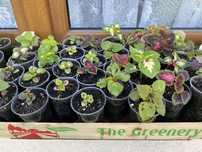 Koleus, pokrzywka, papryka, juka, begonia