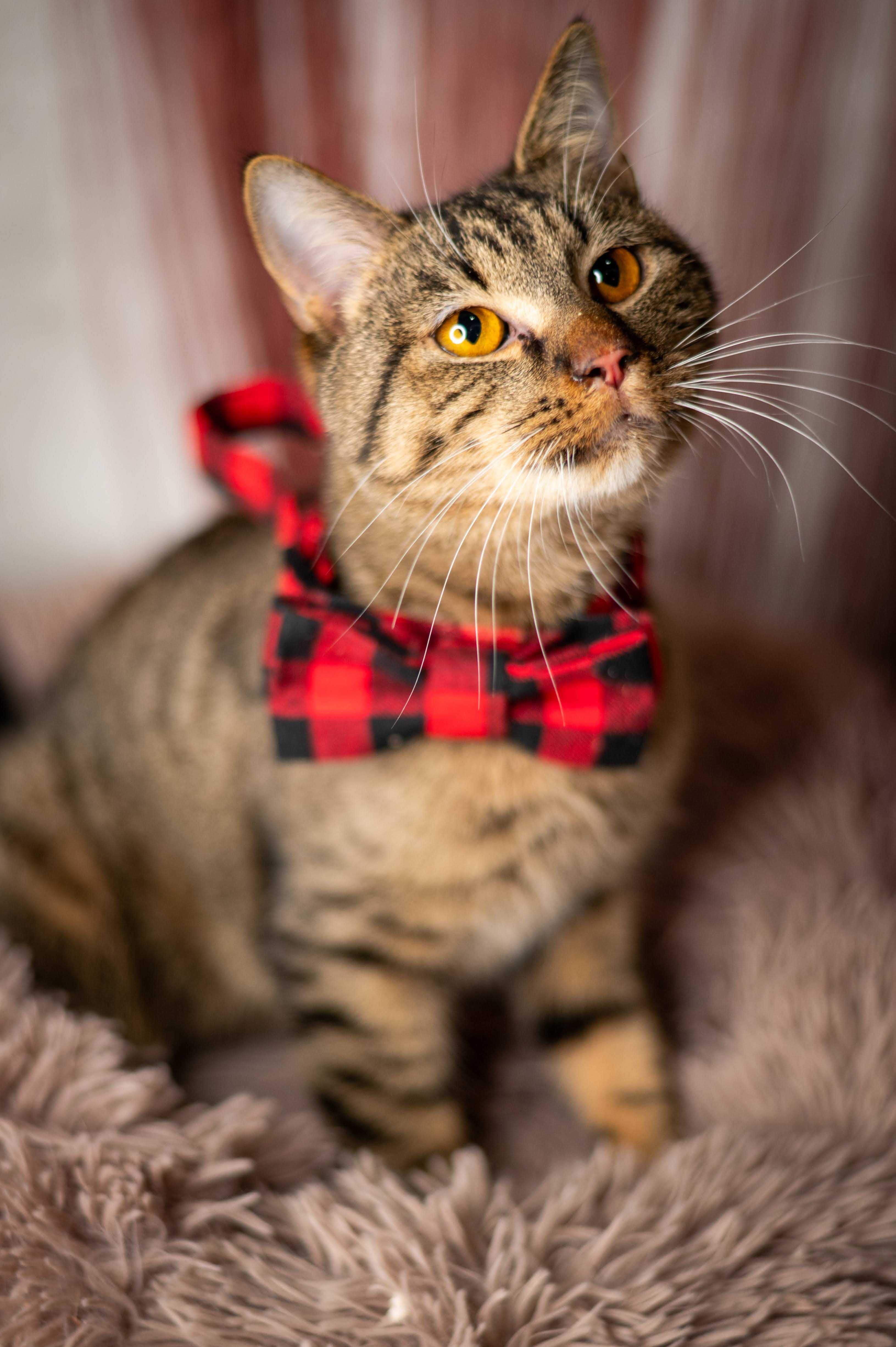 HAWRAN kocur do adopcji
