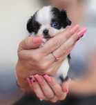 Chihuahua długowłosa