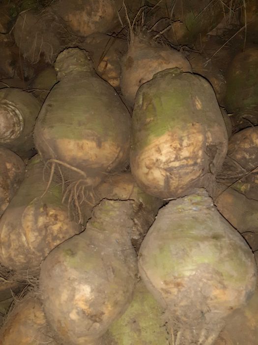 Brukiew jadalna ,do zup i sałatek.