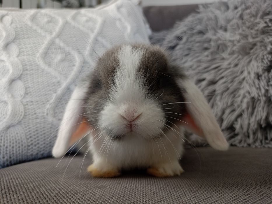 Królik miniaturka mini lop minilop