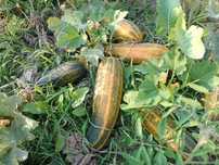 Cukinia, kabaczek ekologiczna 5 kg