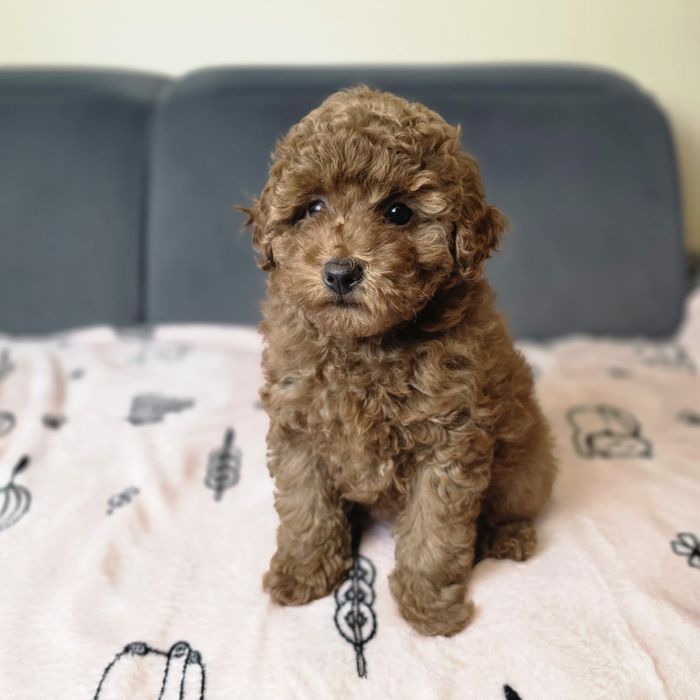 Piesek pudel toy Zkwp Fci